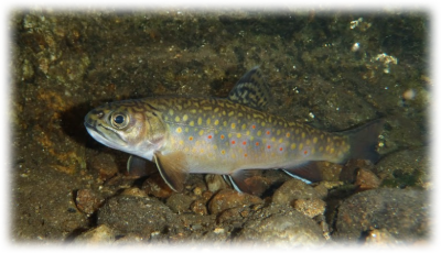Salmonidae